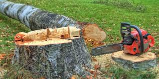 Best Firewood Processing and Delivery  in Slaughterville, OK