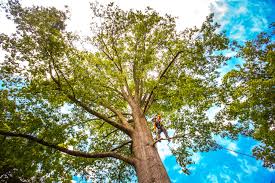 Best Tree Maintenance Programs  in Slaughterville, OK
