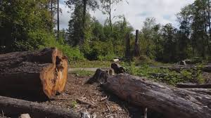 Mulching Services in Slaughterville, OK