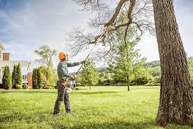Best Lawn Disease Treatment  in Slaughterville, OK