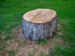 Best Fruit Tree Pruning  in Slaughterville, OK