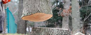Best Tree Preservation Services  in Slaughterville, OK