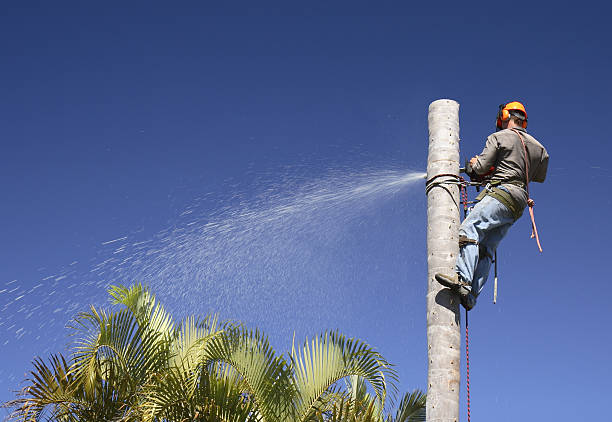 Best Lawn Watering Services  in Slaughterville, OK