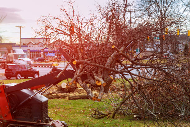 Slaughterville, OK Tree Care Company
