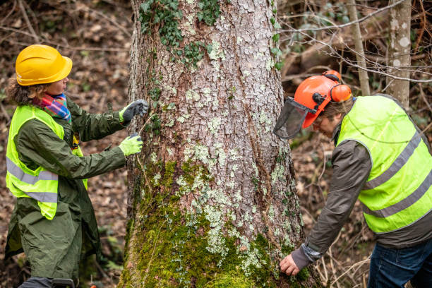 How Our Tree Care Process Works  in  Slaughterville, OK