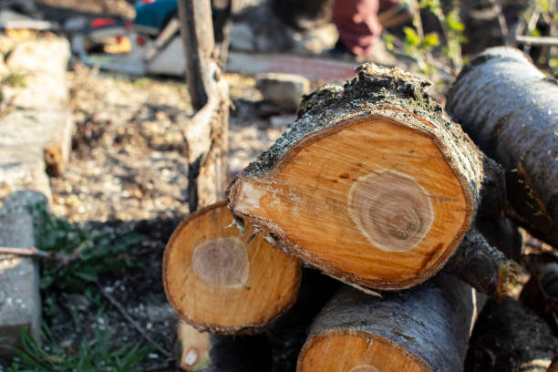 Best Tree Trimming and Pruning  in Slaughterville, OK