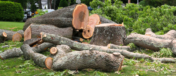 Best Tree Cabling and Bracing  in Slaughterville, OK