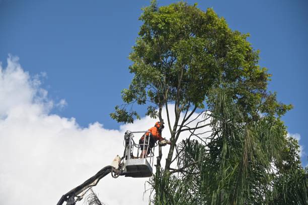 Best Tree Cabling and Bracing  in Slaughterville, OK