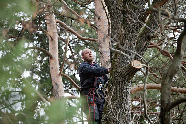 Best Storm Damage Tree Cleanup  in Slaughterville, OK