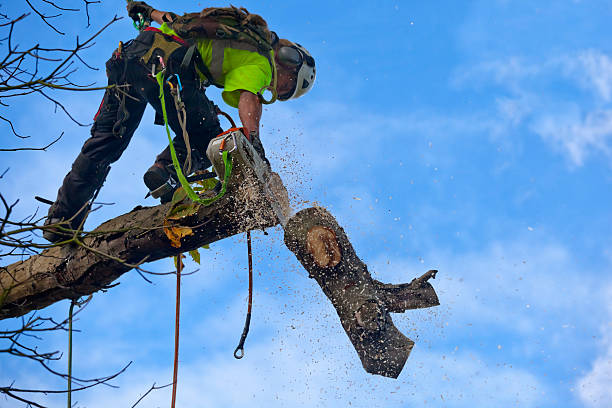 Best Emergency Tree Removal  in Slaughterville, OK