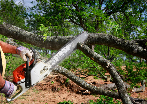 Leaf Removal in Slaughterville, OK
