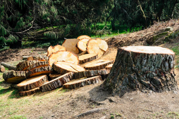 Best Tree Removal  in Slaughterville, OK